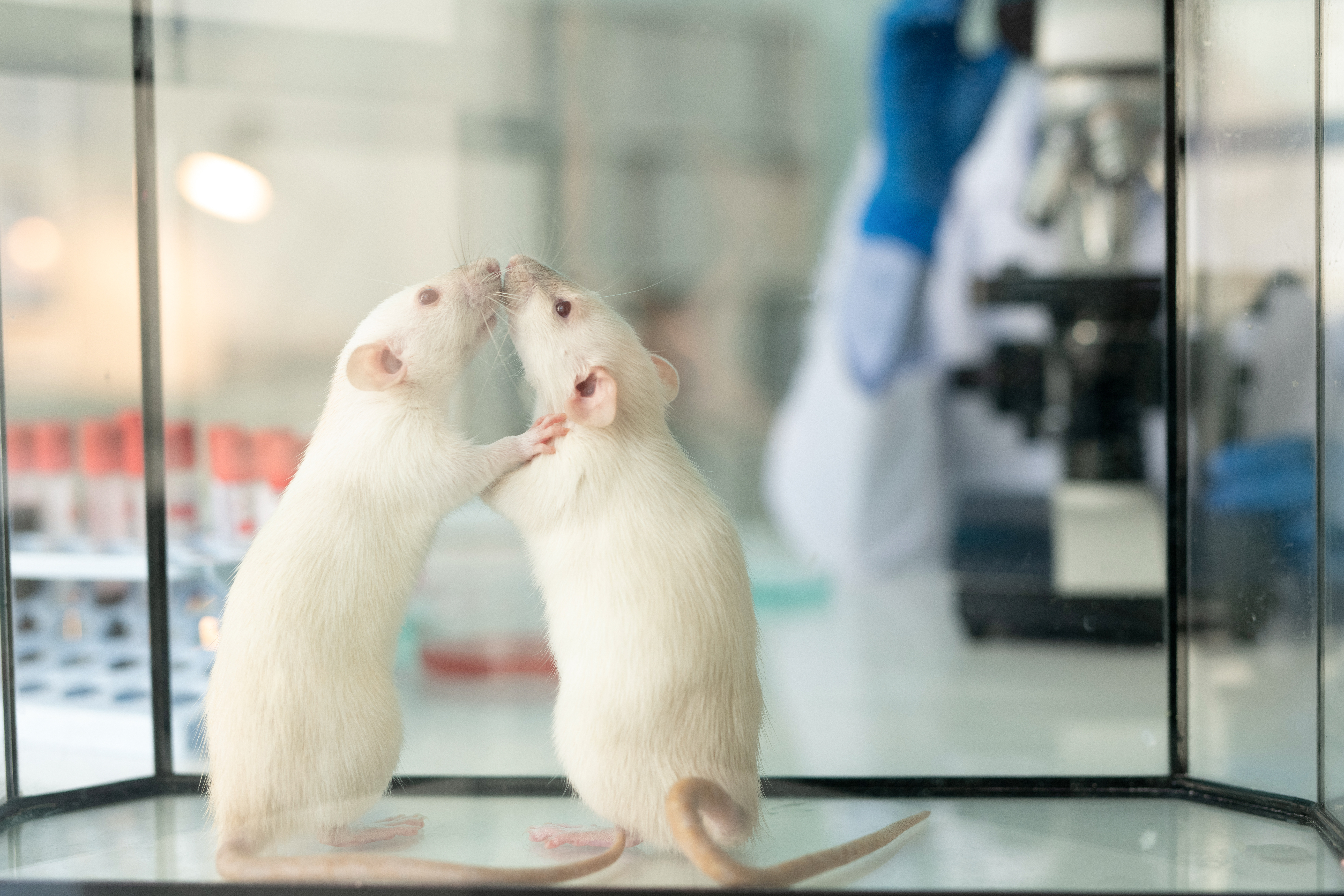 Laboratory rat &mdash; in vivo toxicology study
